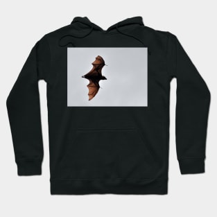 Australie - Cairns, Flying Fox Hoodie